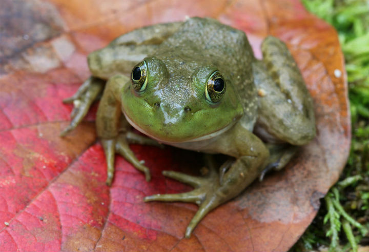 American Bullfrog